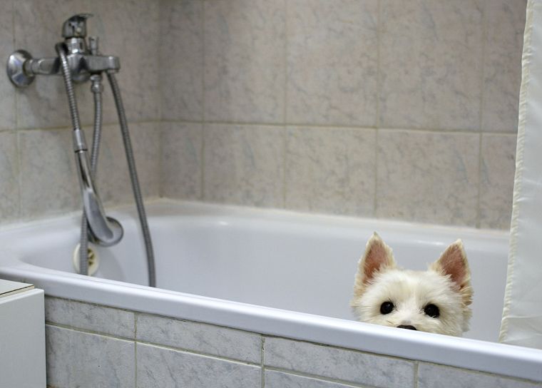 piesek czeka na kąpiel w wannie